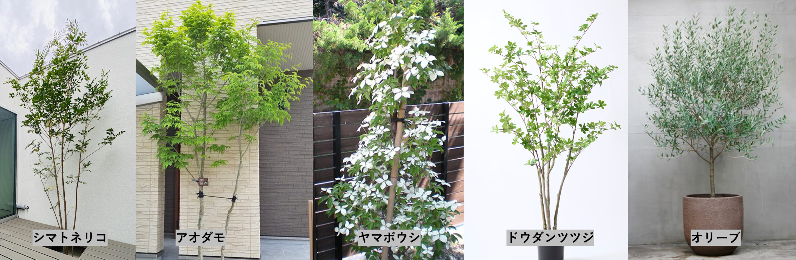 庭の植栽について
